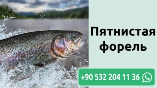 Пятнистая форель